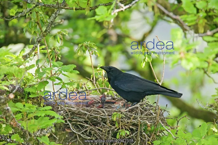: Carrion crow - at nest : Carrion crow - at nest