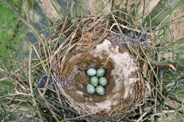 : Carrion Crow - nest with eggs : Carrion Crow - nest with eggs