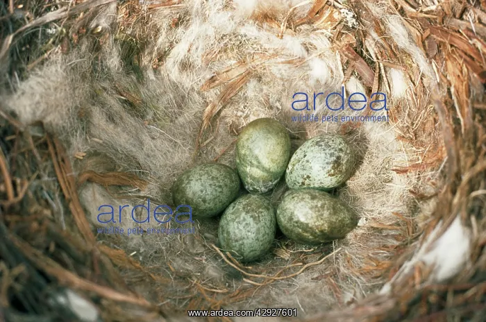 : Carrion Crow - nest & eggs : Carrion Crow - nest & eggs