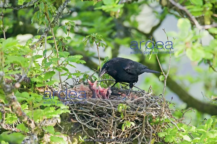 : Carrion crow - at nest - feeding young : Carrion crow - at nest - feeding young
