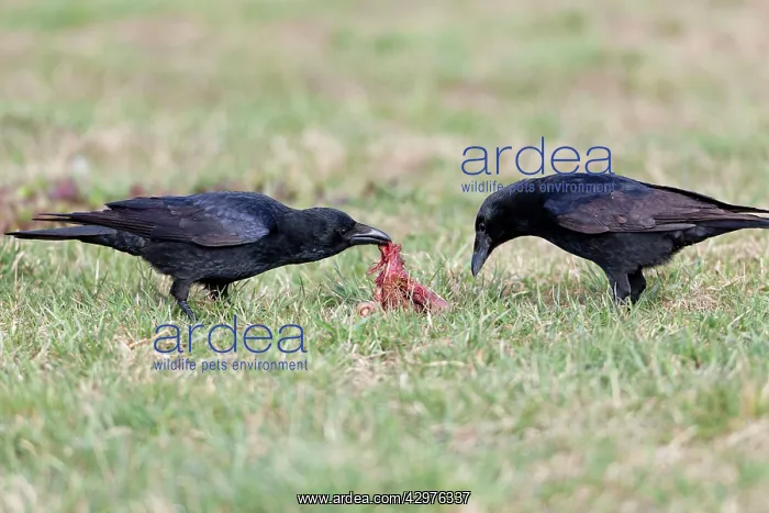 : Carrion Crow - pair feeding on carrion : Carrion Crow - pair feeding on carrion