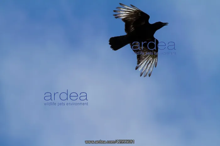 : Carrion Crow - partially albino adult in flight : Carrion Crow - partially albino adult in flight