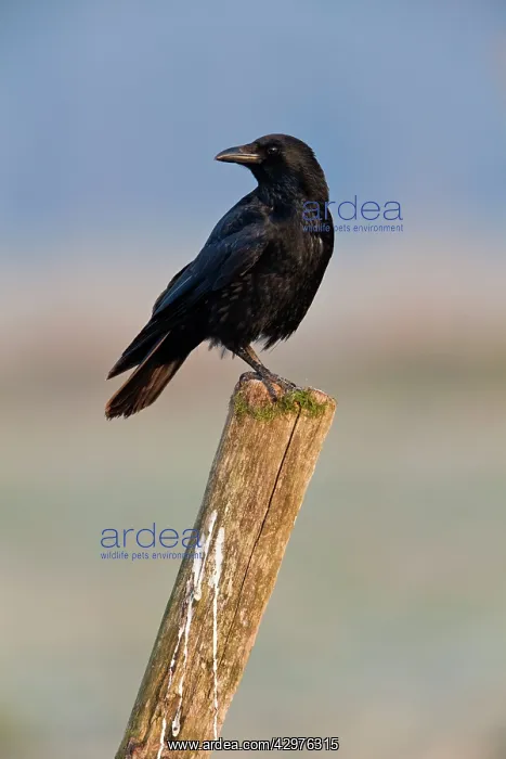 : Carrion Crow - perched on fence post : Carrion Crow - perched on fence post