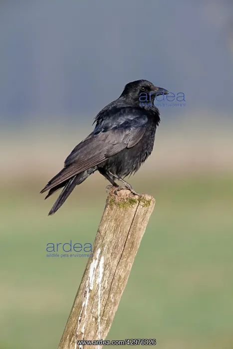  : Carrion Crow - perched on fence post