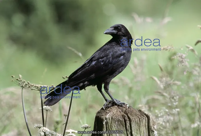 : CARRION CROW - perched on fence post : CARRION CROW - perched on fence post