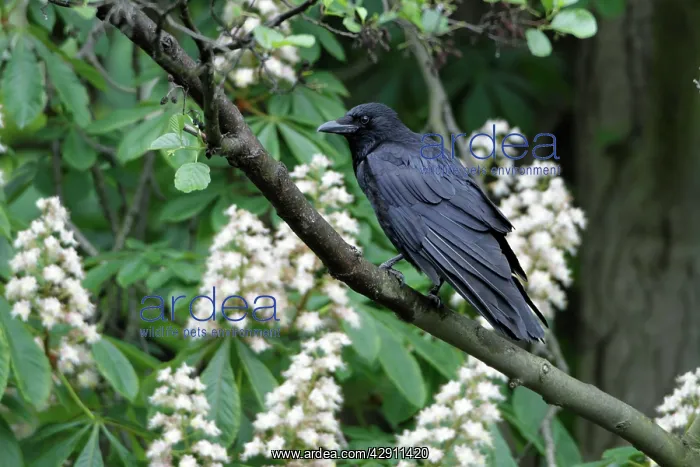 : Carrion Crow - perched in flowering chestnut tree : Carrion Crow - perched in flowering chestnut tree