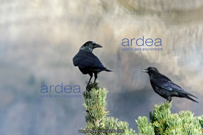  : Carrion Crow - perched on a pine tree
