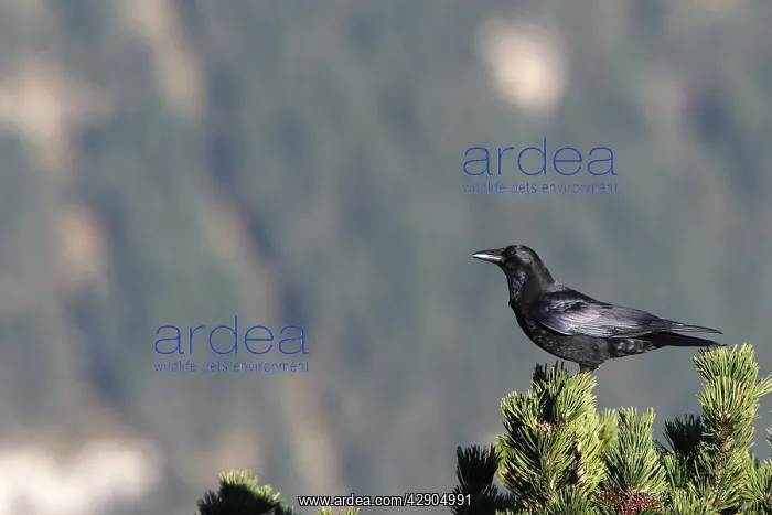 : Carrion Crow - perched on a pine tree : Carrion Crow - perched on a pine tree
