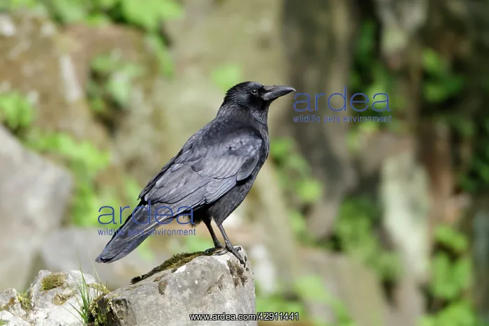 : Carrion Crow - perched on rock : Carrion Crow - perched on rock