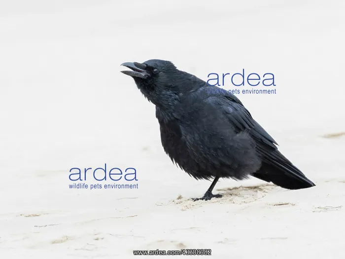 : Carrion Crow - sitting on the beach, calling, Northumberland : Carrion Crow - sitting on the beach, calling, Northumberland