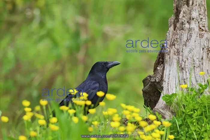 : Carrion Crow - in Spring flowers : Carrion Crow - in Spring flowers