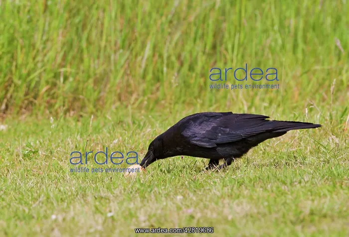: Carrion Crow - stealing pheasants egg : Carrion Crow - stealing pheasants egg