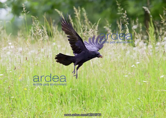 : Carrion Crow - taking off from meadow with food in mouth : Carrion Crow - taking off from meadow with food in mouth