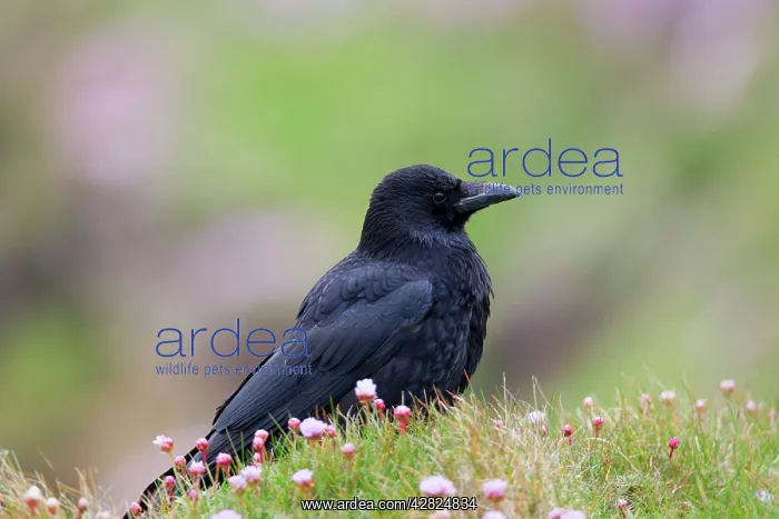 : Carrion Crow - in Thrift : Carrion Crow - in Thrift