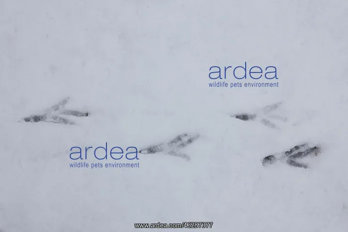 : Carrion Crow - track in snow - Germany : Carrion Crow - track in snow - Germany