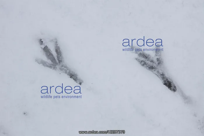 : Carrion Crow - track in snow - Germany : Carrion Crow - track in snow - Germany