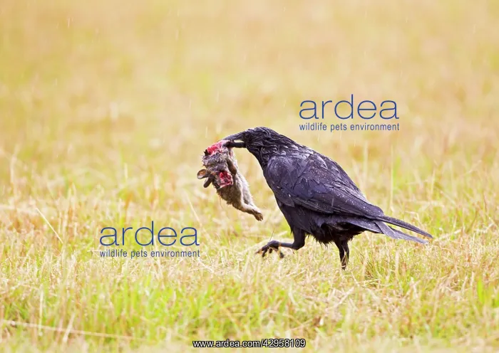 : Carrion Crow - youngster feeding on Rabbit in meadow - : Carrion Crow - youngster feeding on Rabbit in meadow -