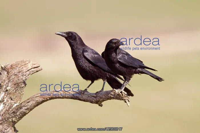 : Carrion Crows : Carrion Crows