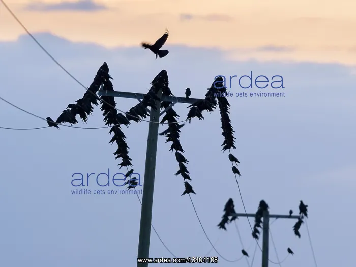 : Carrion Crows on electricity cables : Carrion Crows on electricity cables