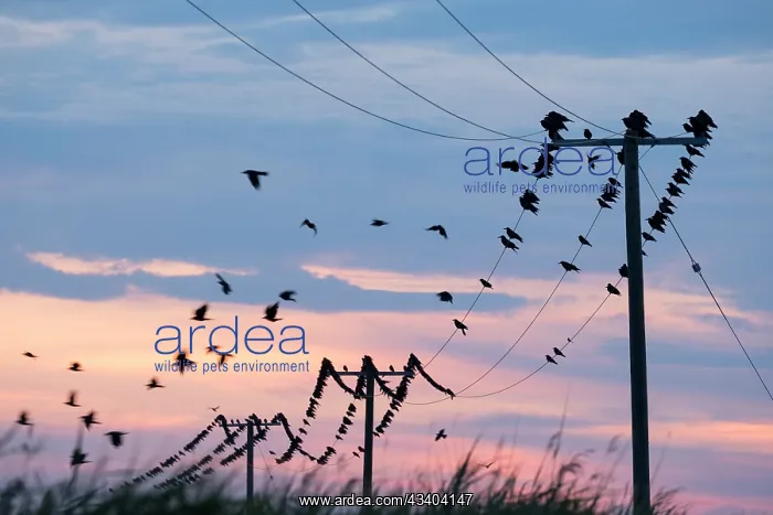 : Carrion Crows on electricity cables : Carrion Crows on electricity cables