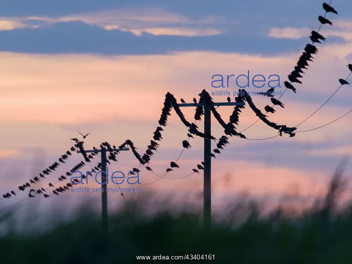 : Carrion Crows on electricity cables : Carrion Crows on electricity cables