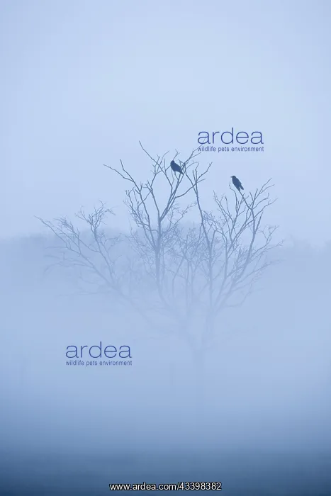 : Carrion Crows in mist on grazing marsh : Carrion Crows in mist on grazing marsh