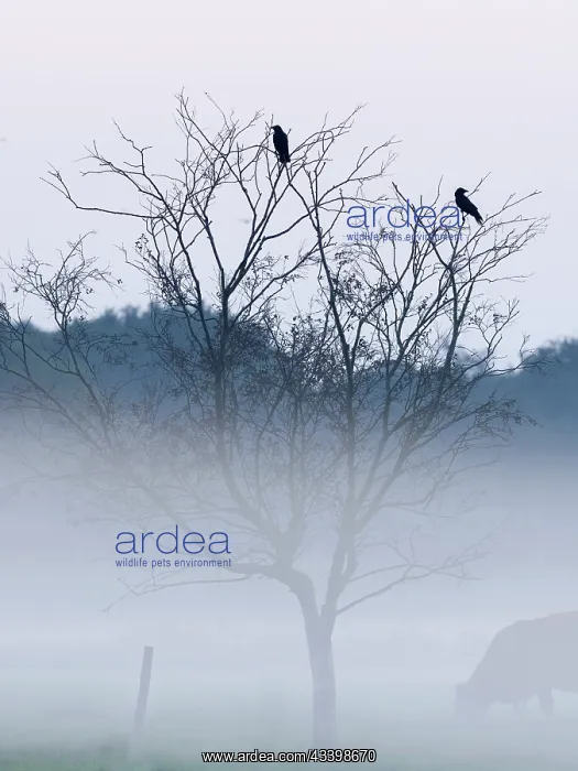 : Carrion Crows in mist on grazing marsh Norfolk UK : Carrion Crows in mist on grazing marsh Norfolk UK