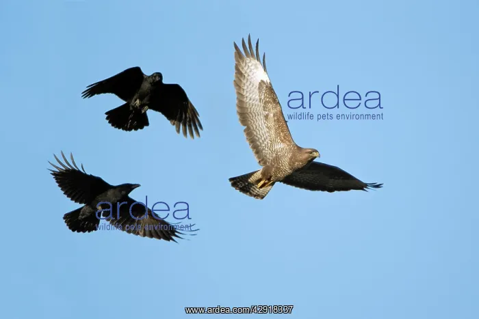 : Carrion Crows mobbing Buzzard (Buteo buteo) - aerial attack : Carrion Crows mobbing Buzzard (Buteo buteo) - aerial attack