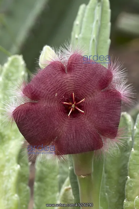 : Carrion flower (Stapelia asterias) : Carrion flower (Stapelia asterias)