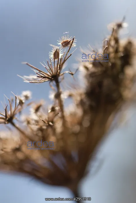 : Carrot, Wild carrot, Daucus carota : Carrot, Wild carrot, Daucus carota