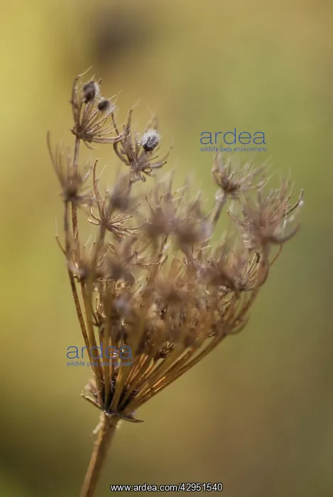 : Carrot, Wild carrot, Daucus carota : Carrot, Wild carrot, Daucus carota