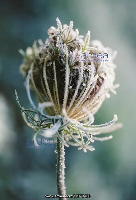 : Carrot, Wild carrot, Daucus carota : Carrot, Wild carrot, Daucus carota