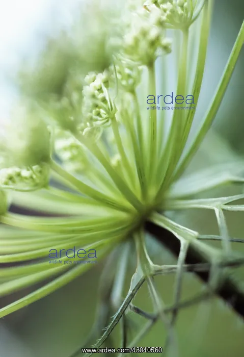 : Carrot, Wild carrot, Daucus carota : Carrot, Wild carrot, Daucus carota