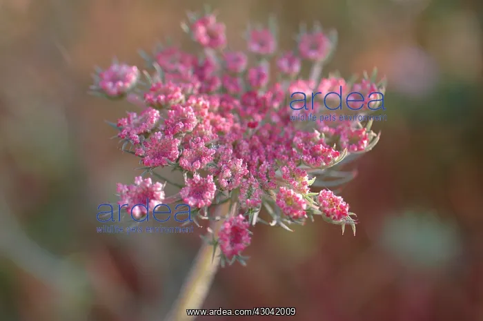 : Carrot, Wild carrot, Daucus carota : Carrot, Wild carrot, Daucus carota
