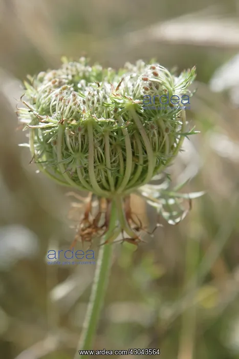 : Carrot, Wild carrot, Daucus carota : Carrot, Wild carrot, Daucus carota