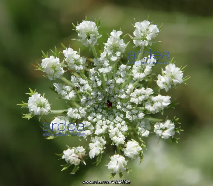 : Carrot, Wild carrot, Daucus carota : Carrot, Wild carrot, Daucus carota