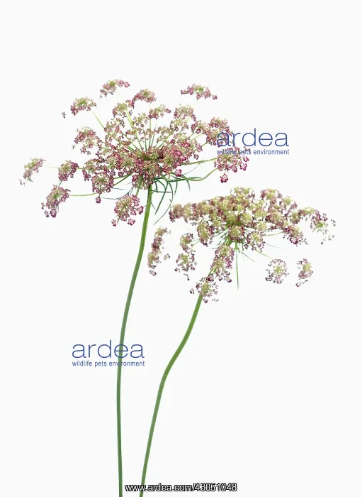 : Carrot, Daucus carota, Wild carrot : Carrot, Daucus carota, Wild carrot