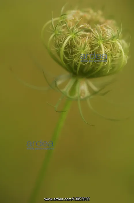 : Carrot, Wild carrot, Daucus carota : Carrot, Wild carrot, Daucus carota