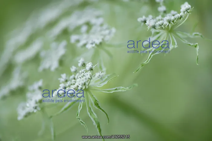 : Carrot, Daucus carota : Carrot, Daucus carota