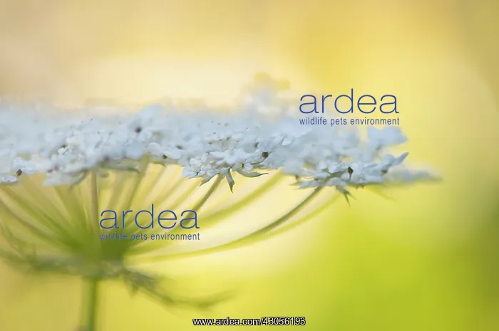 : Carrot, Wild carrot, Daucus carota : Carrot, Wild carrot, Daucus carota