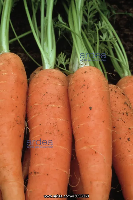 : Carrot, Daucus carota : Carrot, Daucus carota