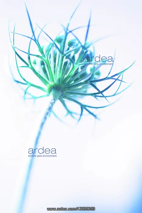: Carrot, Wild carrot, Daucus carota : Carrot, Wild carrot, Daucus carota