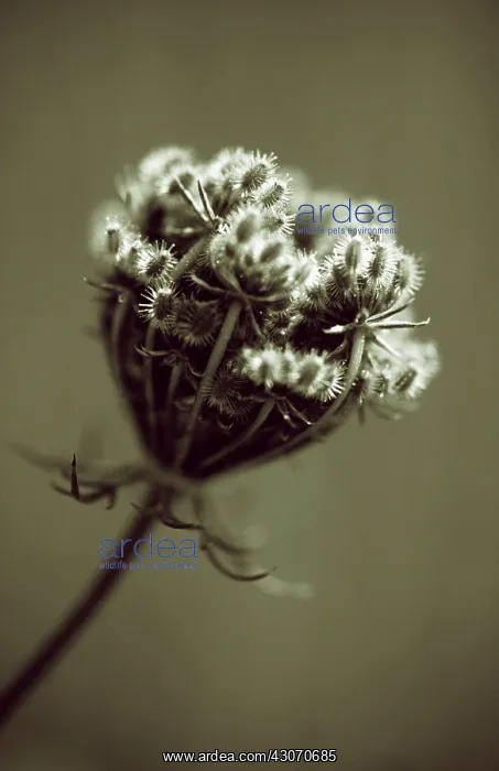 : Carrot, Wild carrot, Daucus carota : Carrot, Wild carrot, Daucus carota