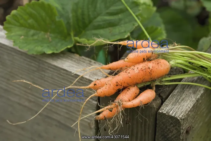 : Carrot, Daucus carota : Carrot, Daucus carota
