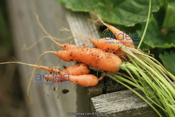 : Carrot, Daucus carota : Carrot, Daucus carota