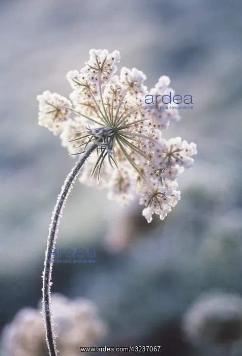 : Carrot, Wild carrot, Daucus carota : Carrot, Wild carrot, Daucus carota