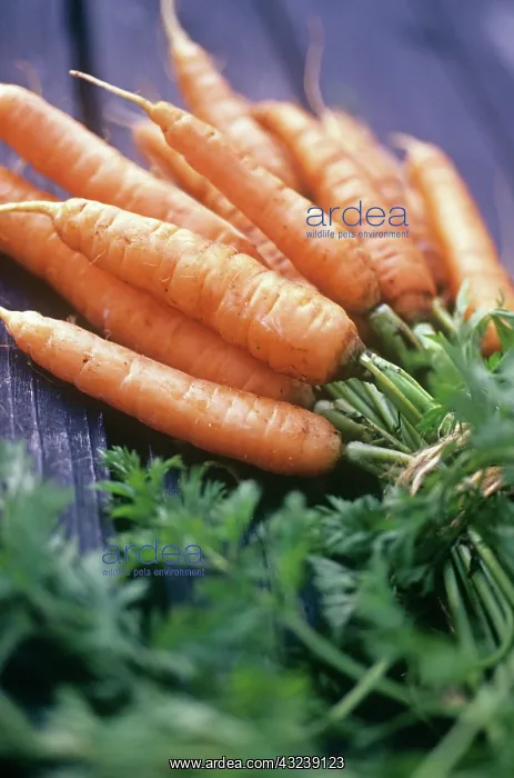 : Carrot, Daucus carota : Carrot, Daucus carota