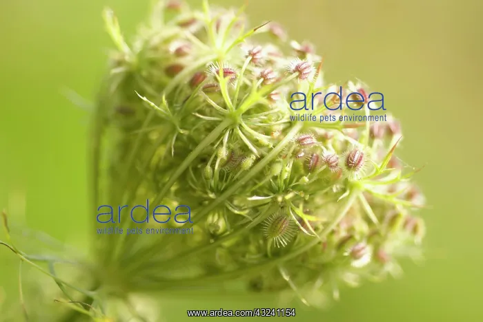 : Carrot, Daucus carota, Wild carrot : Carrot, Daucus carota, Wild carrot
