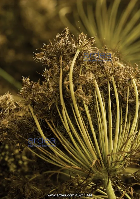 : Carrot, Daucus carota Egmont Gold : Carrot, Daucus carota Egmont Gold