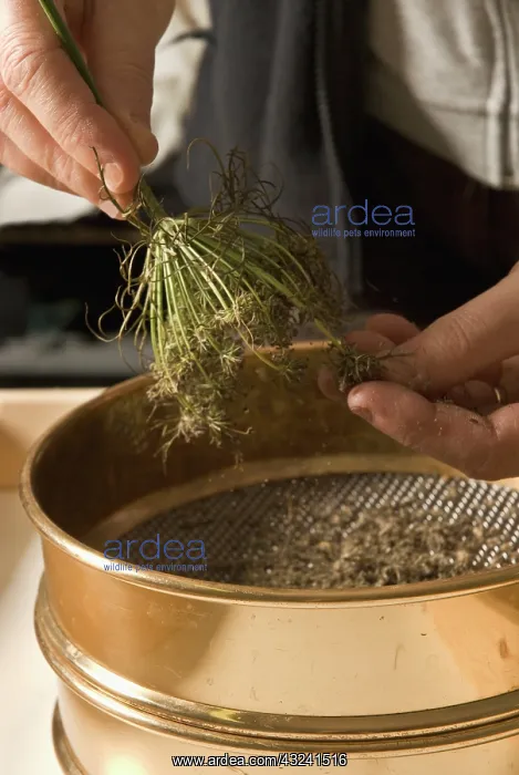 : Carrot, Daucus carota Egmont Gold : Carrot, Daucus carota Egmont Gold